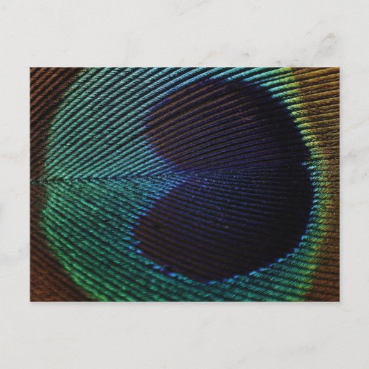 Pfauenfeder Postkarte (Vorderseite)