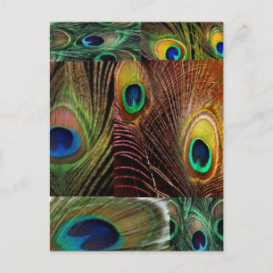 Pfauenfederhalterung Postkarte