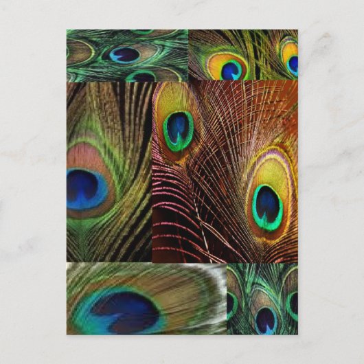 Pfauenfederhalterung Postkarte (Vorderseite)