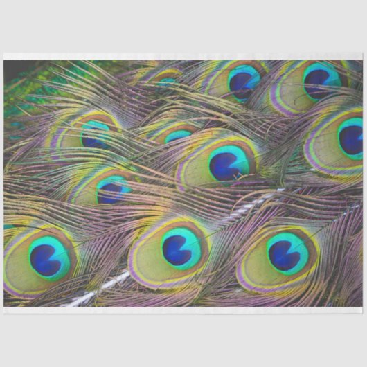 PfauenFedern 1 Dekoupage Tissue Seidenpapier (Vorderseite)