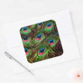 Pfauenfedern fallen quadratischer aufkleber (Umschlag)