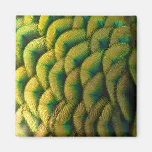 Pfauenfedern II Farbige Natur Magnet