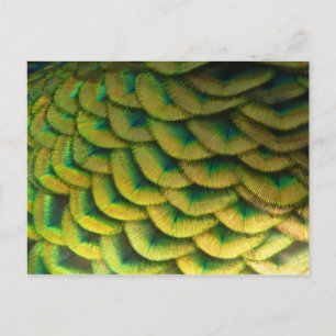 Pfauenfedern II Farbige Natur Postkarte