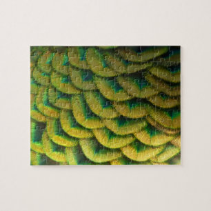 Pfauenfedern II Farbige Natur Puzzle