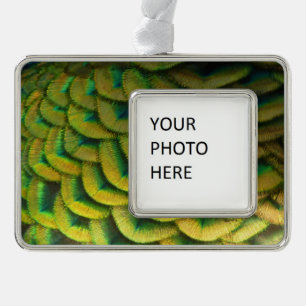 Pfauenfedern II Farbige Natur Rahmen-Ornament Silber
