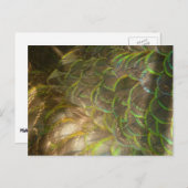 PfauenFedern III (Weiblich) Subtile Natur Postkarte (Vorne/Hinten)