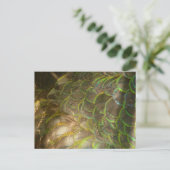 PfauenFedern III (Weiblich) Subtile Natur Postkarte (Stehend Vorderseite)