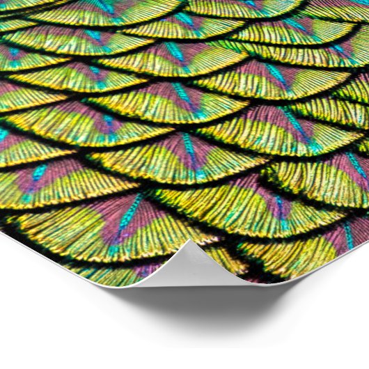 Pfauenfedern im farbenfrohen Département Poster (Ecke)