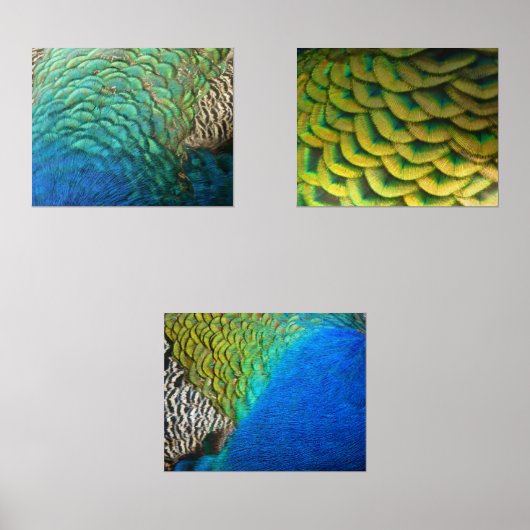 PfauenFedern in farbenprächtiger Abstrakter Natur Bilderwand Sets (Vorderseite)