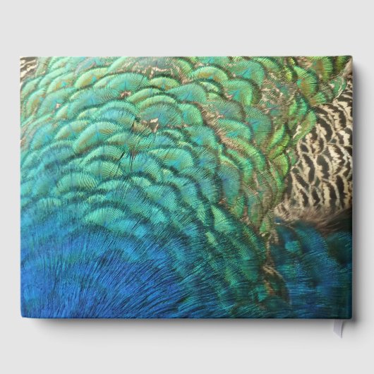 PfauenFedern in farbenprächtiger Abstrakter Natur Gästebuch (Rückseite)