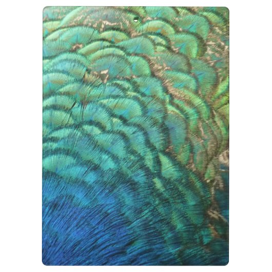 PfauenFedern in farbenprächtiger Abstrakter Natur Klemmbrett (Rückseite)
