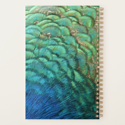 PfauenFedern in farbenprächtiger Abstrakter Natur Planer (Rückseite)