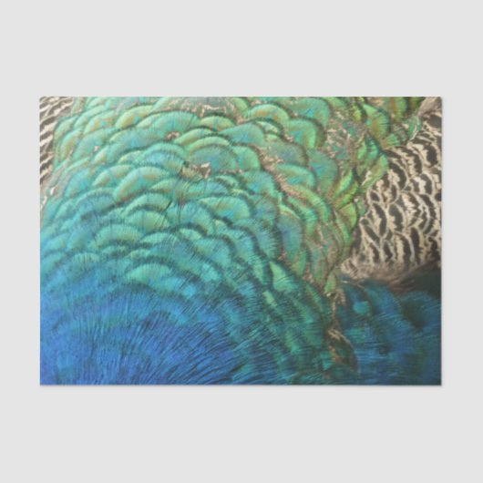 PfauenFedern in farbenprächtiger Abstrakter Natur Seidenpapier (Vorderseite)