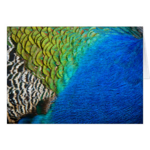 Pfauenfedern IV Farbenfrohe Abstrakte Natur