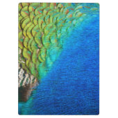 Pfauenfedern IV Farbenfrohe Abstrakte Natur Klemmbrett (Rückseite)