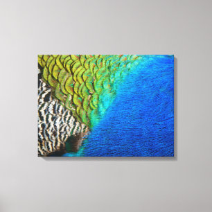 Pfauenfedern IV Farbenfrohe Abstrakte Natur Leinwanddruck