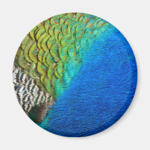 Pfauenfedern IV Farbige abstrakte Natur Magnet