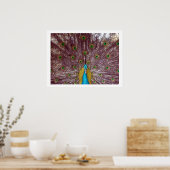 Pfauenfedern Poster (Küche)