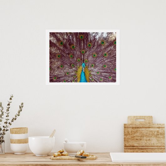Pfauenfedern Poster (Küche)
