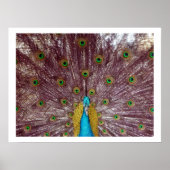 Pfauenfedern Poster (Vorne)