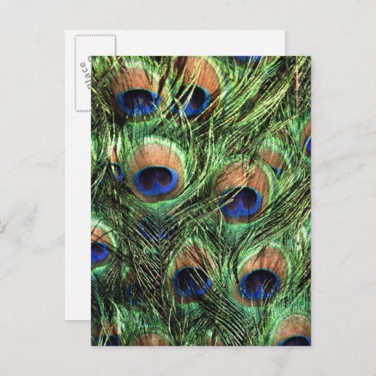 Pfauenfedern Postkarte (Vorne/Hinten)