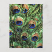 Pfauenfedern Postkarte (Vorderseite)