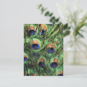 Pfauenfedern Postkarte (Stehend Vorderseite)