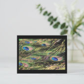 Pfauenfedern Postkarte (Stehend Vorderseite)