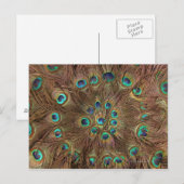 Pfauenfedern Postkarte (Vorne/Hinten)