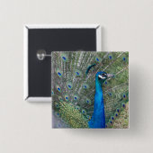 Pfauenfotografie Button (Vorne & Hinten)