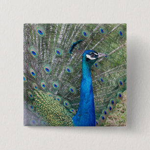 Pfauenfotografie Button