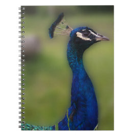 Pfauenfotografie-Notebook Notizblock