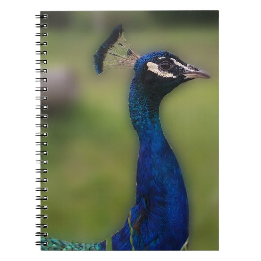 Pfauenfotografie-Notebook Notizblock (Vorderseite)