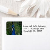 Pfauengesicht (Insitu)