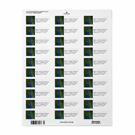 Pfauengesicht (Vorne)