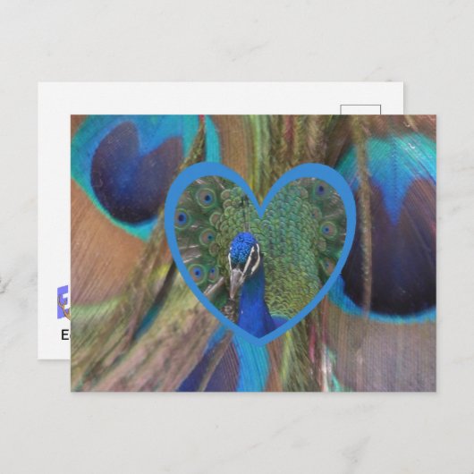 Pfauengesicht im Herz-Kreislauf-System Postkarte (Vorne/Hinten)