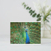 Pfauengrün/blau Postkarte (Stehend Vorderseite)