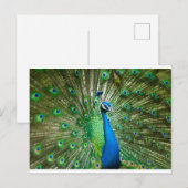 Pfauengrün/blau Postkarte (Vorne/Hinten)