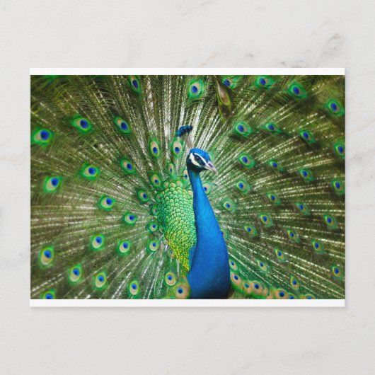 Pfauengrün/blau Postkarte (Vorderseite)