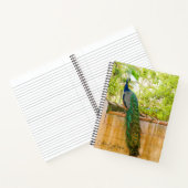 Pfauenheft 1 notizblock (Innenseite)