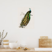 PfauenIllustration Vintage Kunst drucken Poster (Küche)