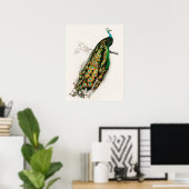 PfauenIllustration Vintage Kunst drucken Poster (Heimbüro)