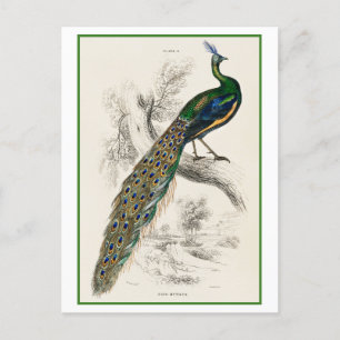 Pfauenillustration von Sir William Jardine Postkarte