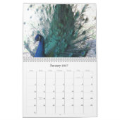 Pfauenkalender 2024 kalender (Jan 2027)