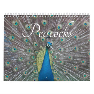 Pfauenkalender Kalender