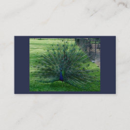 Pfauenkarten Visitenkarte