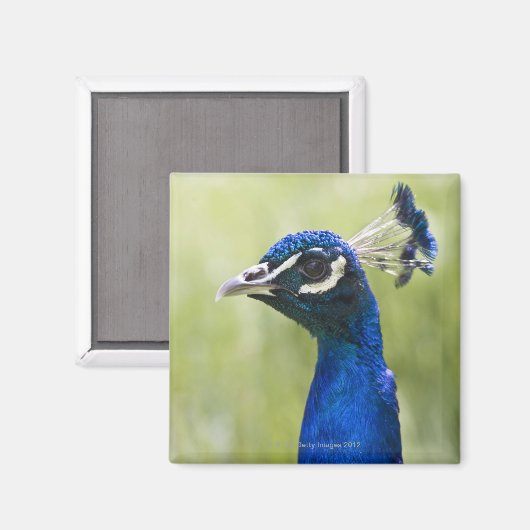 Pfauenkopf Magnet (Vorderseite/Rückseite)