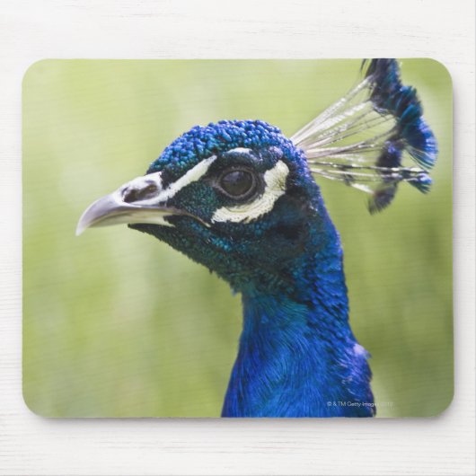 Pfauenkopf Mousepad (Vorne)