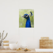 Pfauenkopf Poster (Küche)