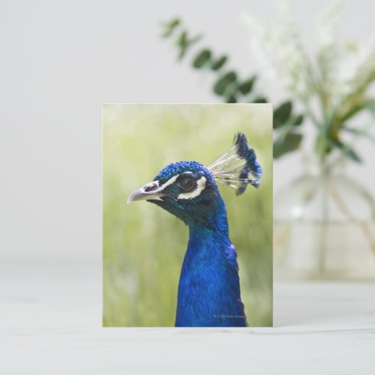 Pfauenkopf Postkarte (Stehend Vorderseite)